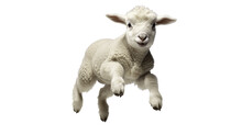 A White Lamb Jumping In The Air
