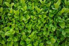 Fresh Green Buxus (Buxus Sempervirens) Leaves Background. Close-up Of Evergreen Bush Boxwood In The Nature. Concept: Greenery, Natural Pattern, Nature Texture.