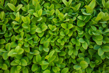 Fresh green buxus (Buxus sempervirens) leaves background. Close-up of evergreen bush boxwood in the nature. Concept: Greenery, natural pattern, nature texture.