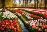 Fototapeta Tulipany - tulip field in spring