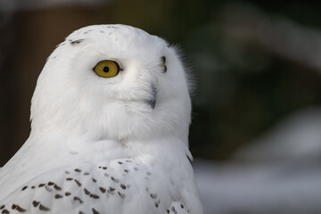 Wall Mural - Snowy owl outdoors close-up on the head.