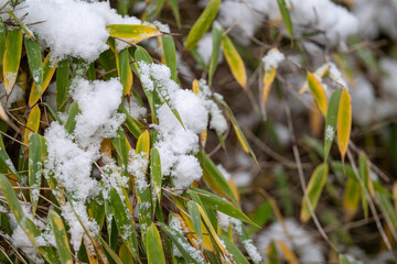 Wall Mural - Green leaf of bamboo with a layer of snow on the branch.