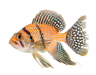 South American butterfly cichlid isolated on white background, cutout