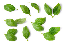 Basil Leaves Isolated On White, Transparent Background, PNG. Set, Collection Of Different Position Basil Green Fresh Leaves. Healthy Eating, Aromatic Herb, Food Ingredient, Spice For Culinary