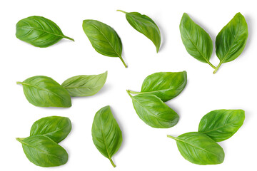 Wall Mural - Basil leaves isolated on white, transparent background, PNG. Set, collection of different position basil green fresh leaves. Healthy eating, aromatic herb, food ingredient, spice for culinary