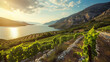 Traditional Dalmatian vineyards, background, ai generative