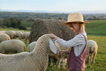 Poster - Girl feeding sheep on pasture. Farm animals