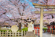 Beautiful full bloom cherry blossom at Rokusonno shrine in Kyoto, Japan