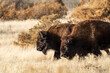 A pair of American bison buffalo