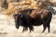 Full body close up of an American bison or buffalo