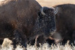 Buffalo with burs on its face