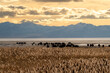 Herd of buffalo along the Great Salt Lake