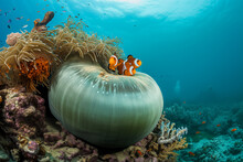 A Pair Of Vibrant Orange And White Clownfish Are Nestled Among The Protective Tentacles Of A Sea Anemone In A Colorful And Lively Coral Reef Underwater Scene.