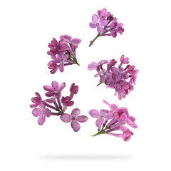 Wall Mural - Aromatic lilac flowers falling on white background