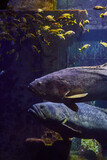 Fototapeta  - Grouper Duo in Aquarium with School of Yellow Fish
