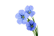 Vibrant Blue Common Flax Flower In Close Up