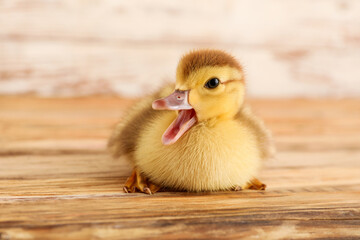 Poster - Cute duckling on wooden table