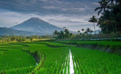 natural rice fields and mountains in the countryside and green morning dew