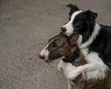 Fototapeta Dmuchawce - Black and white border collie hugging a brindle bull terrier on a walk. 