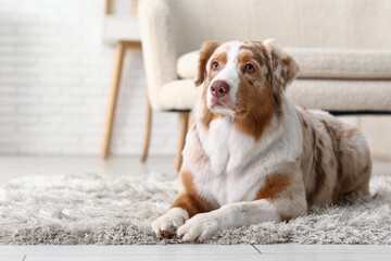 Wall Mural - Cute Australian Shepherd dog lying on carpet at home