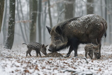 A wild boar is foraging in a misty, snowy forest with her striped piglets close by.