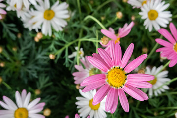 Wall Mural - colorful cosmos flowers