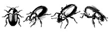 Black And White Sketch Of  Beetle 