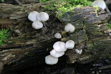 Wall Mural - Mycena niveipes, a bonnet mushroom from Finland, no common English name