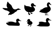 Standing Baby Duck Silhouette Set. Flying And Floating Duck. Vector Illustration Pond Birds Isolated On White Background. Duckling. Wild And Domestic Bird.