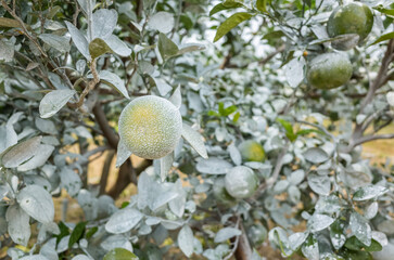 Wall Mural - white calcium carbonate on orange trees