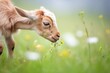 baby goat nibbling on dandelions in a meadow