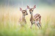 young springbok fawns playing in savanna field