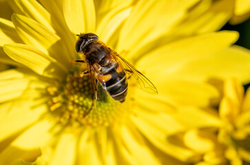 Wall Mural - Detail of a bee on a large yellow flower.