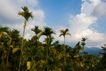 Wall Mural - betel nut tree