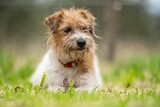 Fototapeta Koty - jack russell Dog portrait on a farm in a field of green grass in spring