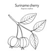 Pitanga, or Suriname cherry (Eugenia uniflora), edible and medicinal plant