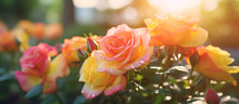Pink And Yellow Rose Flower In The Garden And Sunlight With Bokeh,Generative AI