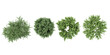 Cypress,Barberry Bush,Rosemary trees shape top view cut out transparent backgrounds 3d rendering