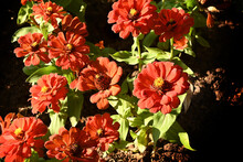 Close-up Of Orange Zinnia Flowers Blooming In The Garden