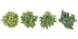 Dogwood, olive trees in the forest, top view, area view, isolated on transparent background, 3D illustration, cg render