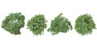 Jungle Chinese Elderberry, River Birch,Korean Stewartia trees shapes cutout 3d render from the top view