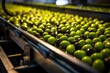 Olive oil production factory, black and green olives on conveyor belt. Agricultural cooperative making olive oil