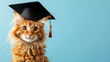 Fluffy funny cat wearing a graduate regalia black hat on blue background with copy space