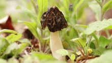 A Small, Young Edible Mushroom Morchella Semilibera, Commonly Called The Half-free Morel, Grows In The Forest. The Brown Cap Is Hemispherical, Pointed. The White Stem Is Colubrid-patterned And Flaky.