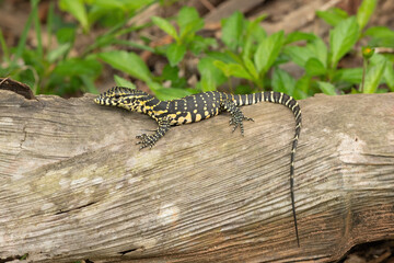 a cute nile monitor hatchling, also known as a water monitor (varanus niloticus), relaxing on a log 