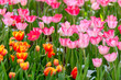 Pink tulips in sunlight, close up of tulip flowers in flower garden, tulips with water drop and backlight flora wallpaper background.