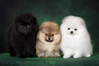 red, black and white pomeranian spitz puppies posing together on studio background