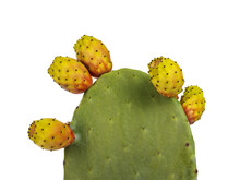 Close Up From Green Cactus Leaf Aka Opuntia Ficus Indica With Fruits Still Connected To It. Isolated Cutout On A Transparent Background.