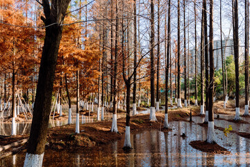 Wall Mural - autumn trees in the park