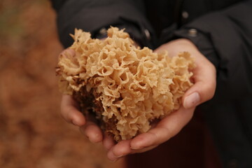 Woman holding cauliflower fungus mushroom
